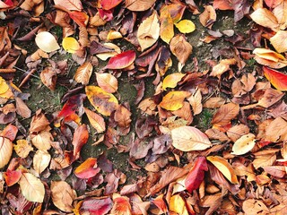 the autumn leaves on the land