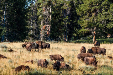 Fototapeta na wymiar Bison (Bison bison) in Yellowstone National Park, USA