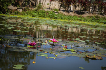Lotus or water lily