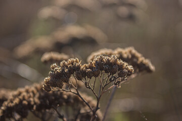 Wildflower buds on blurred background