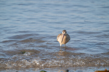 Close-up of a black-tailed godwit Limosa Limosa wader bird foraging in water. Beach in foreground