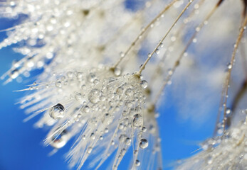 Dandelion seeds macro with water drops beautiful nature detail background