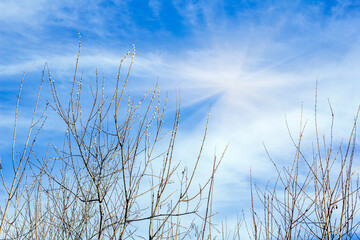 Willow tree branches with blossoming buds against blue sky in spring sunny day. Salix, Salicaceae. Symbol of Christian holiday Palm Sunday