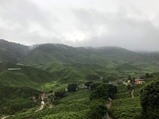 tea plantation covered with fog