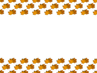 Seamless pattern in the form of lines from above and below from yellow autumn maple leaves
