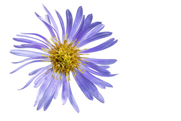 Alpine aster flower. White isolated background. Close-up. Macro shooting. Concept for printing and design
