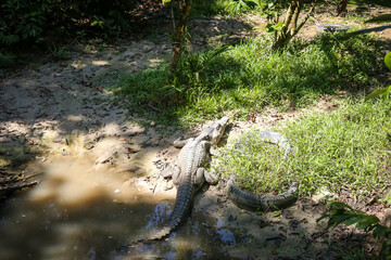 Naklejka na ściany i meble large crocodile resting inside the cage