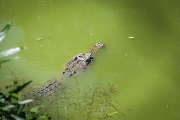 large crocodile resting inside the cage