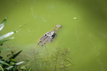large crocodile resting inside the cage