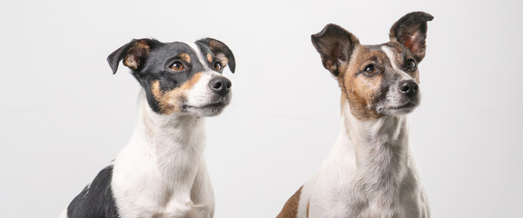 Two brown, black and white Jack Russell Terrier heads, copy space, banner or social media