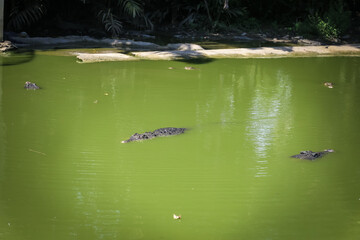 large crocodile resting inside the cage