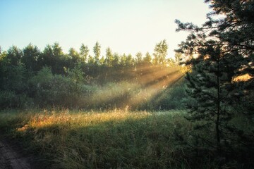 Sun rays in the forest