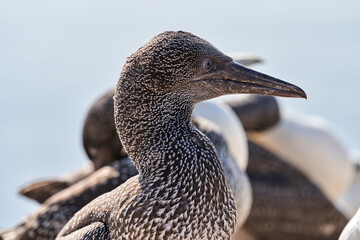 Close-up of young Northern Gannet standing in front of a group adults in his breeding colony of Island Helgoland, Germany