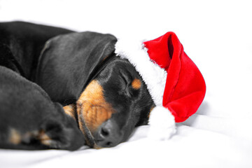 cute dachshund puppy in red christmas santa hat tenderly sleeping in bed waiting for a gift.