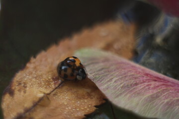 Ladybug with a droplet on the leaves