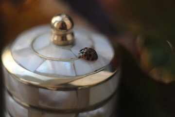 Ladybug on a mother-of-pearl box