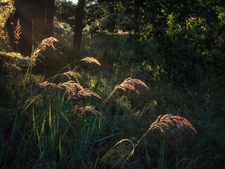 Sun rays in the forest