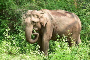 Fototapeta na wymiar Elephant eating food in the forest