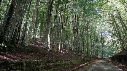 Obraz premium Bagnoli Irpino - Faggeta sulla strada del Laceno