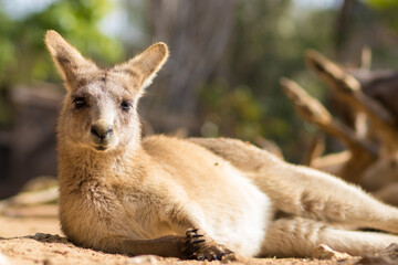 Eastern gray kangaroo lying on the floor and looking at the camera, at the zoo in Jerusalem, Israel