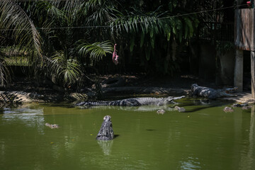 Naklejka na ściany i meble Crocodiles jumping out of the water