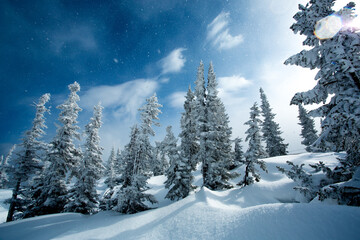 Fototapeta na wymiar Winter trees on the background of mountains