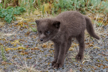 Pribilof Islands Arctic Fox (Alopex lagopus pribilofensis) puppy at St. George Island, Pribilof Islands, Alaska, USA