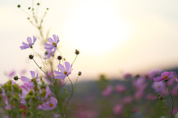 Obraz na płótnie Canvas lavender flowers in the field