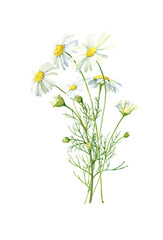Watercolor small bouquet of daisies on a white background