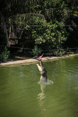 Fototapeta na wymiar Crocodiles jumping out of the water