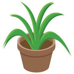 
A potted plant for home decoration 
