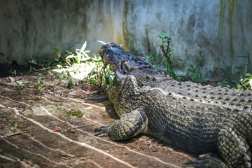 Large crocodile resting inside the cage