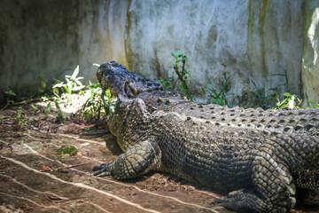 Large crocodile resting inside the cage