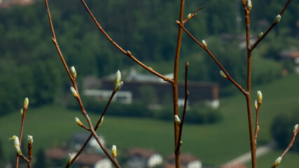 branches with view on bavarian city