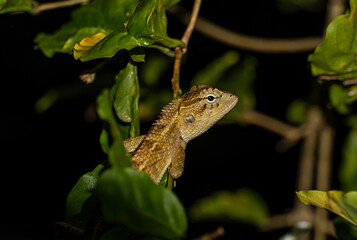 lizard on a branch