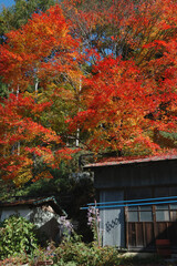 autumn leaves at the old house / 紅葉見ごろの古民家 @日本の里山