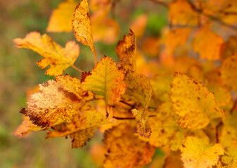 Naklejka na ściany i meble autumn leaves on the tree as background