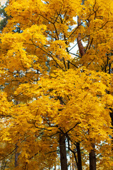autumn leaves on maple tree as background