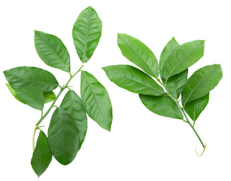 Fototapeta green branches with lemon leaves on white background