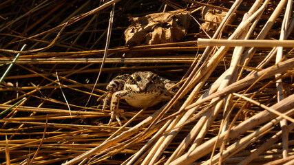 Frog sitting on hay