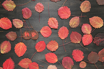 Autumn leaves on wooden background