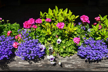 Close-up of flowering plants (pink geraniums, purple lobelias, wild pansy) growth in an old wood trunk in Alpine style, Courmayeur, Aosta Valley, Italy