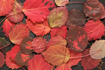 Autumn leaves on wooden background