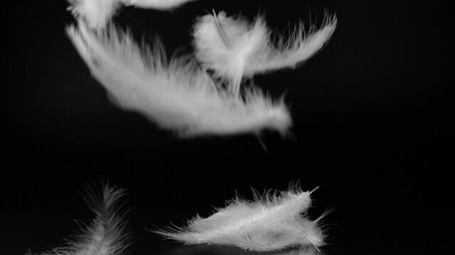 Slow motion of white fluffy feathers falling and flying over black background