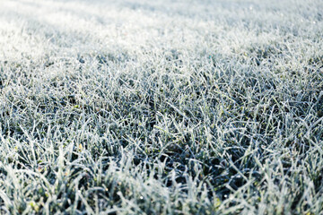 Morning dew froze on a green grass lawn and turned it into white veil in the rays of sunlight. Banner with winter nature and cold mood. Beautiful natural wallpaper. Background for a weather forecast