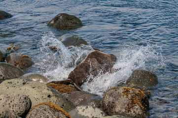 Naklejka premium Northern Fur Seal (Callorhinus ursinus) at hauling-out in St. George Island, Pribilof Islands, Alaska, USA