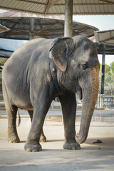 Fototapeta premium Elephant at the zoo in thailand