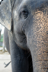 Elephant eye at the zoo
