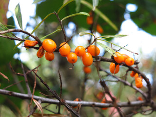 orange sea buckthorn berries in autumn on a tree in the garden