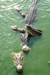 Obraz premium Crocodiles in the water